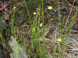 Image of Tricoryne muricata Baker