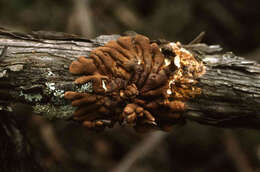 Image of Hypocreopsis amplectens T. W. May & P. R. Johnst. 2007