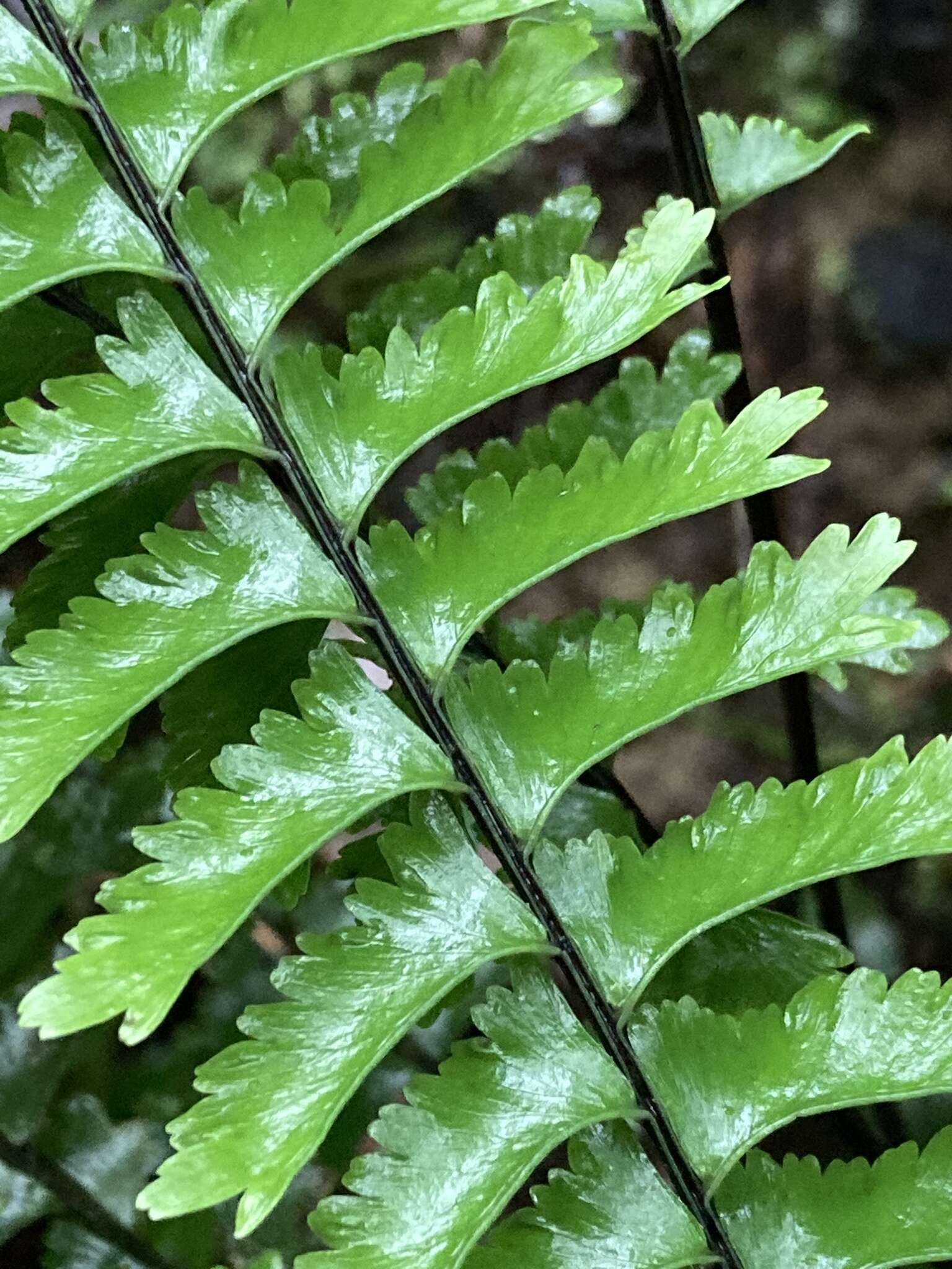 Sivun Hymenasplenium cheilosorum (Kunze ex Mett.) Tag. kuva