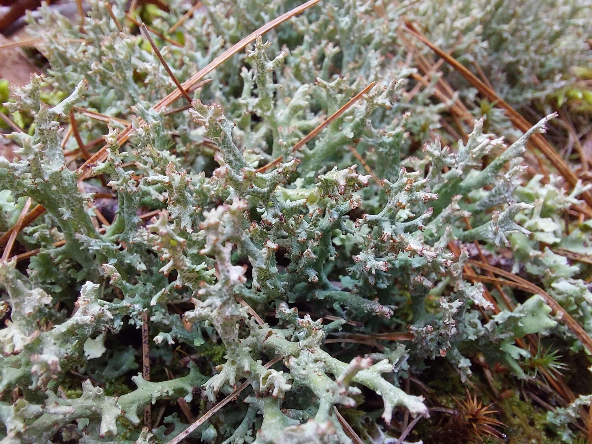 Image of Cladonia turgida Ehrh. ex Hoffm.