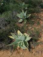 Image of Aloe striata Haw.