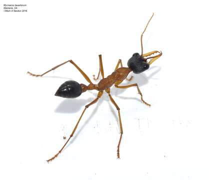 صورة Myrmecia desertorum Wheeler 1915