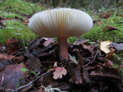 Image of Russula atroviridis Buyck 1990