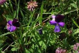 Image of Viola disjuncta W. Becker