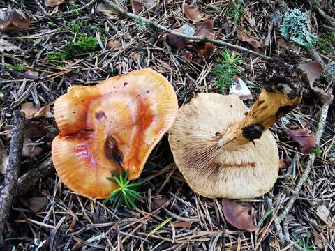 Image of Tricholoma batschii Gulden 1969