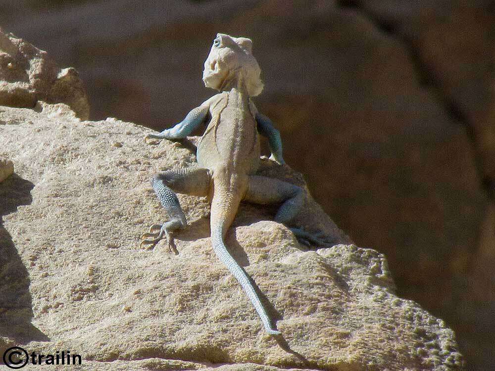 Image of Eritrean Ridgeback Agama