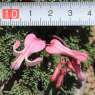 Image of Dicentra peregrina (Rudolph) Makino