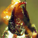 Image of Tachinus (Tachinus) picipes Erichson 1839