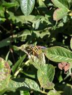 Image of Eastern Hornet Fly