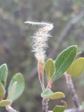 Imagem de Cercocarpus montanus var. paucidentatus (S. Wats.) F. L. Martin