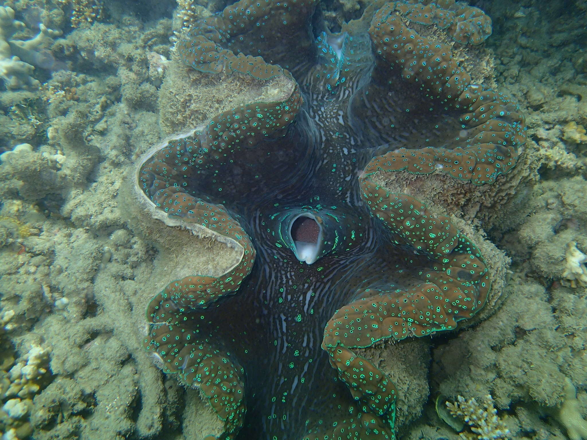 Image of Giant Clam