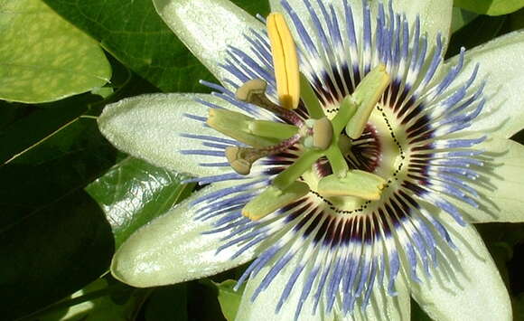 Image of Blue Passion Flower