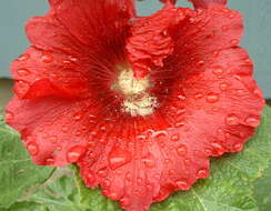 Image of hollyhock