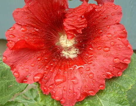 Image of hollyhock