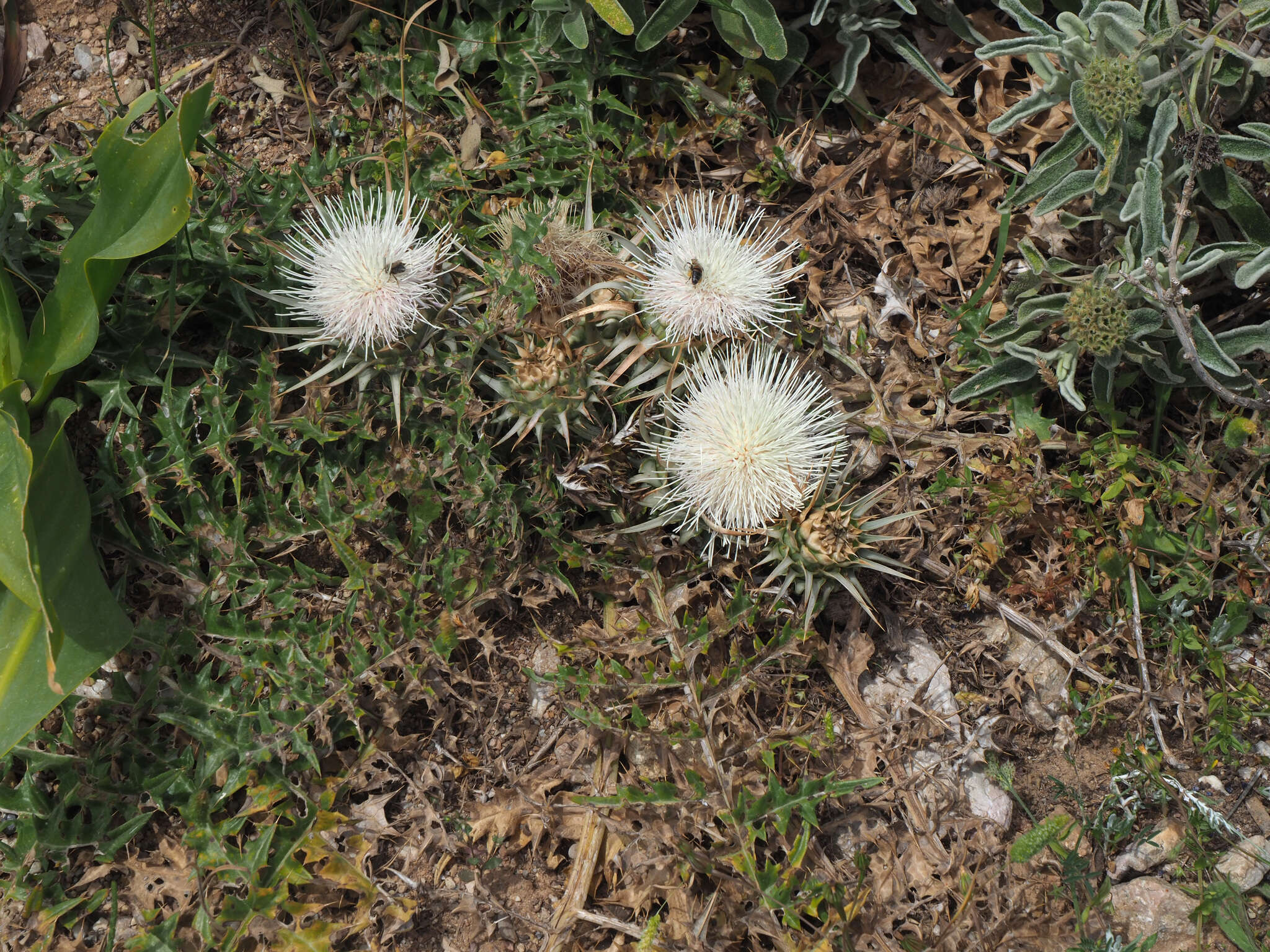 Cynara cornigera Lindl.的圖片