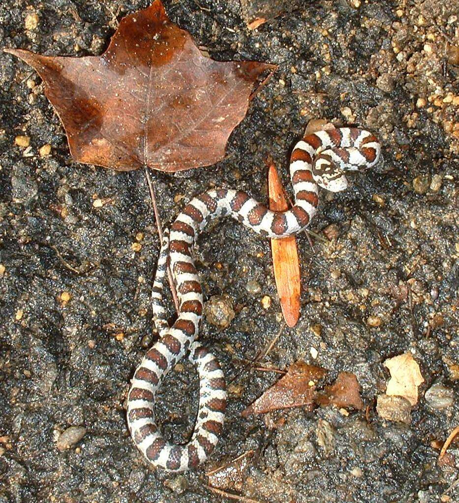 Image of Lampropeltis triangulum triangulum