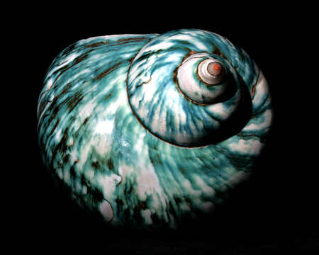 Image of turban snail