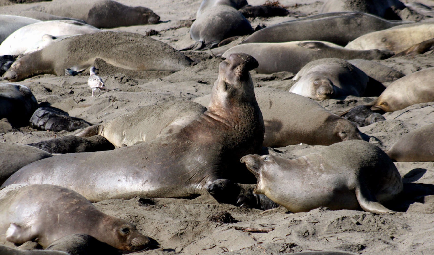 Image of Northern Elephant Seal