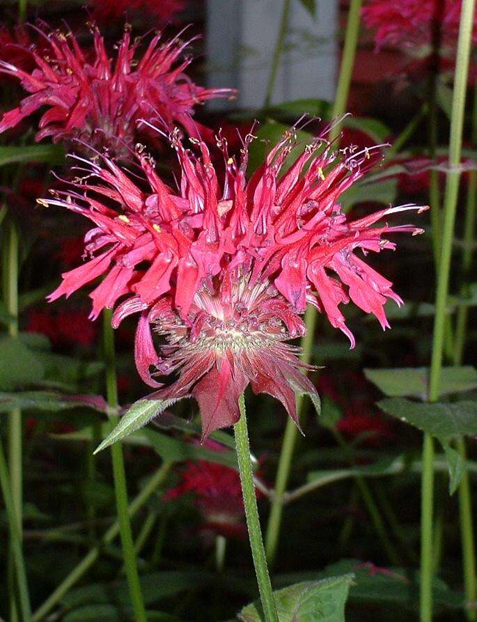 Image of scarlet beebalm