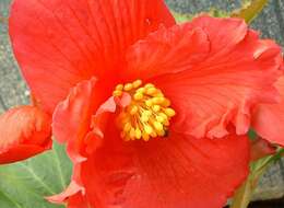 Image of Begonia tuberhybrida Voss