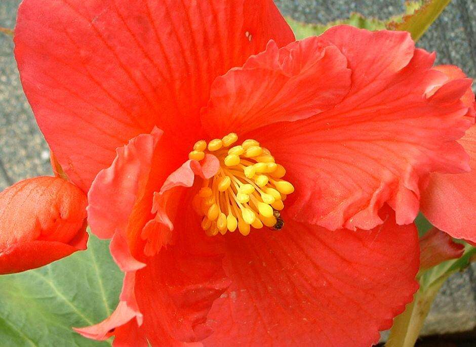 Слика од Begonia tuberhybrida Voss