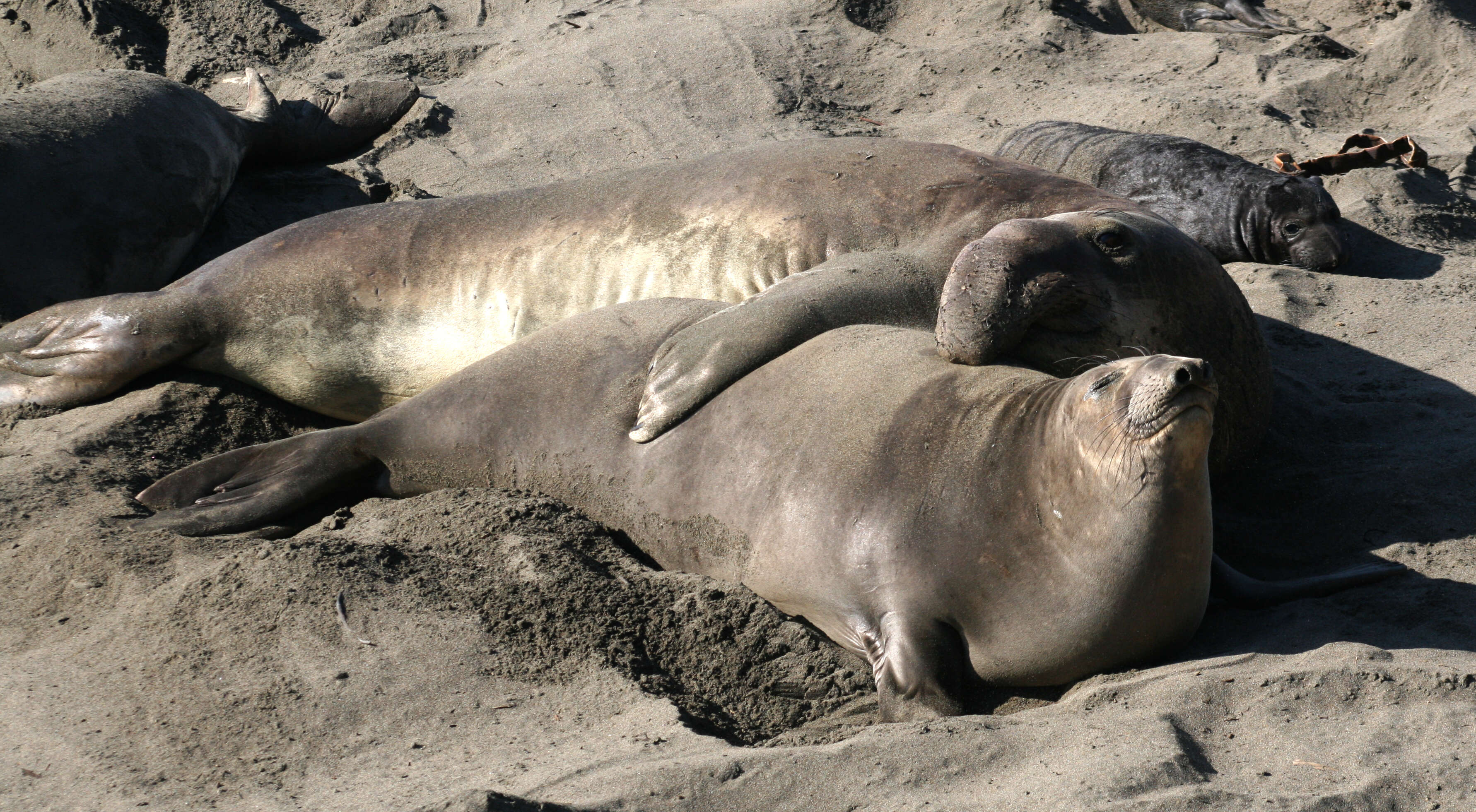 Image of Northern Elephant Seal