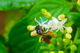 Image of Andrena integra Smith 1853