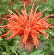 Image of scarlet beebalm