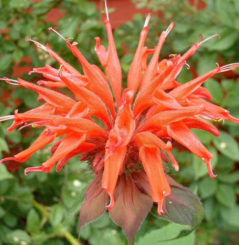 Image of scarlet beebalm