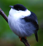 Image of White-bearded Manakin