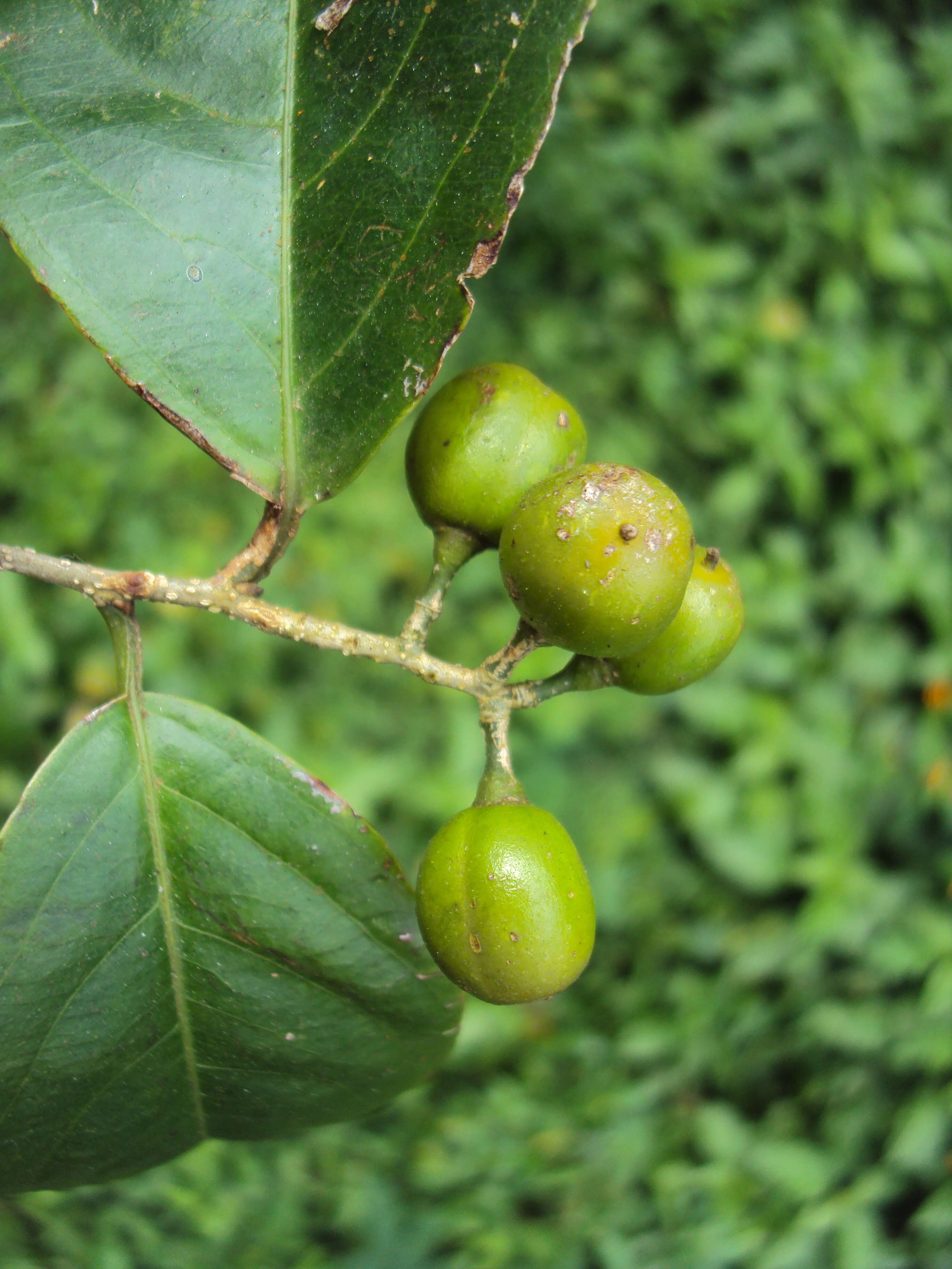 Image of Oriental bittersweet