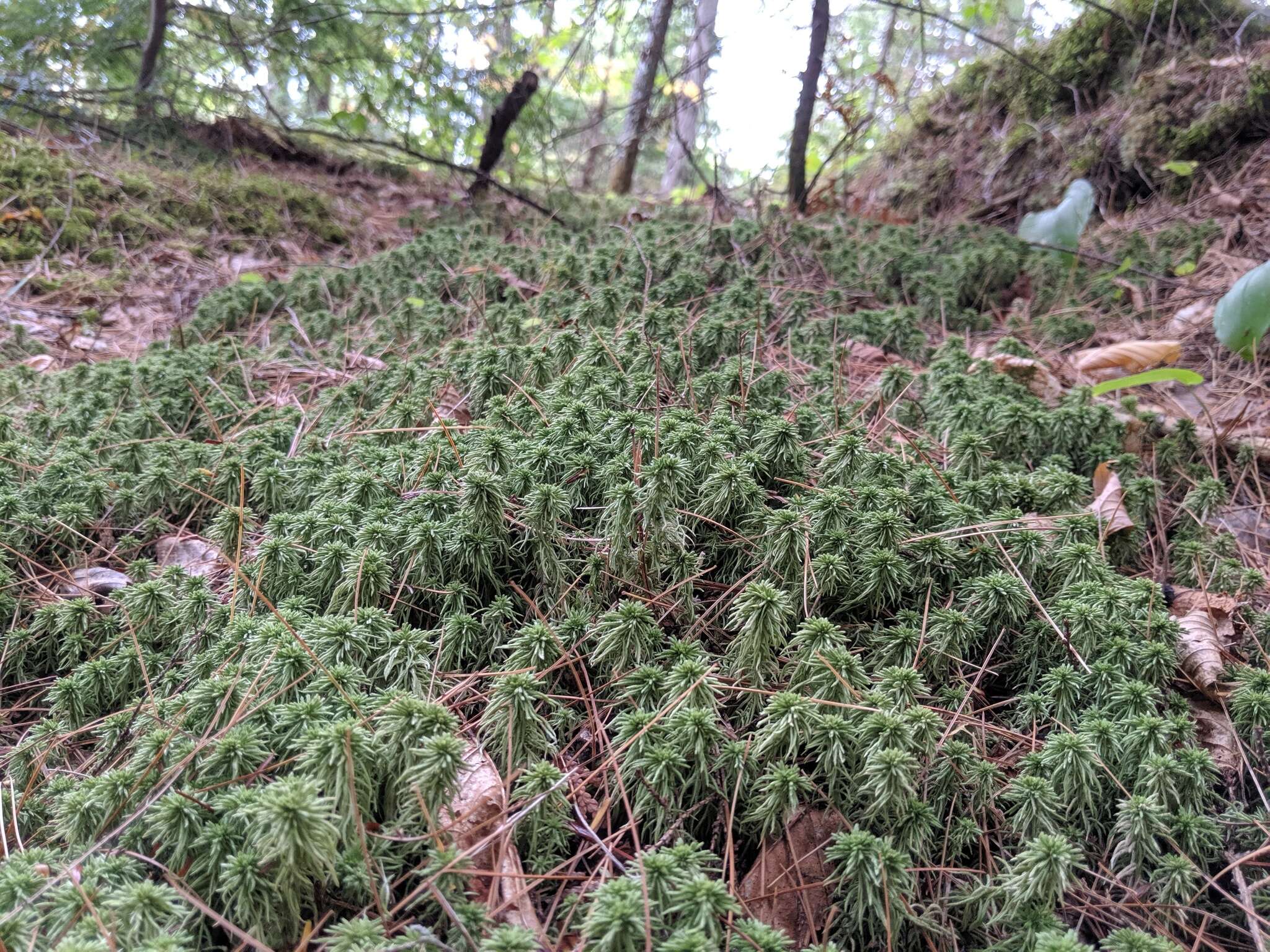 Image of Wulf's sphagnum