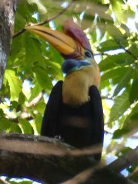 Image of Knobbed Hornbill