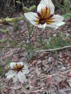 Image of salpiglossis