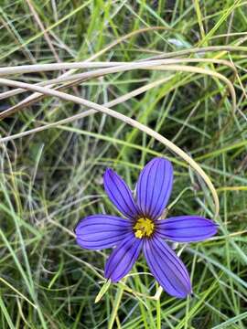 Image of Stiff Blue-Eyed-Grass