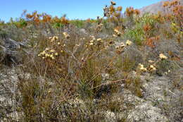 Plancia ëd Leucadendron sericeum (Thunb.) R. Br.