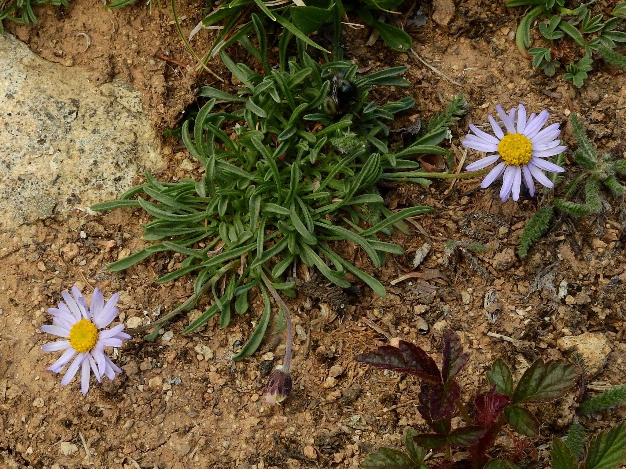 Imagem de Erigeron leiomerus A. Gray