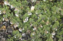 Слика од <i>Arctostaphylos montana</i> subsp. <i>ravenii</i>