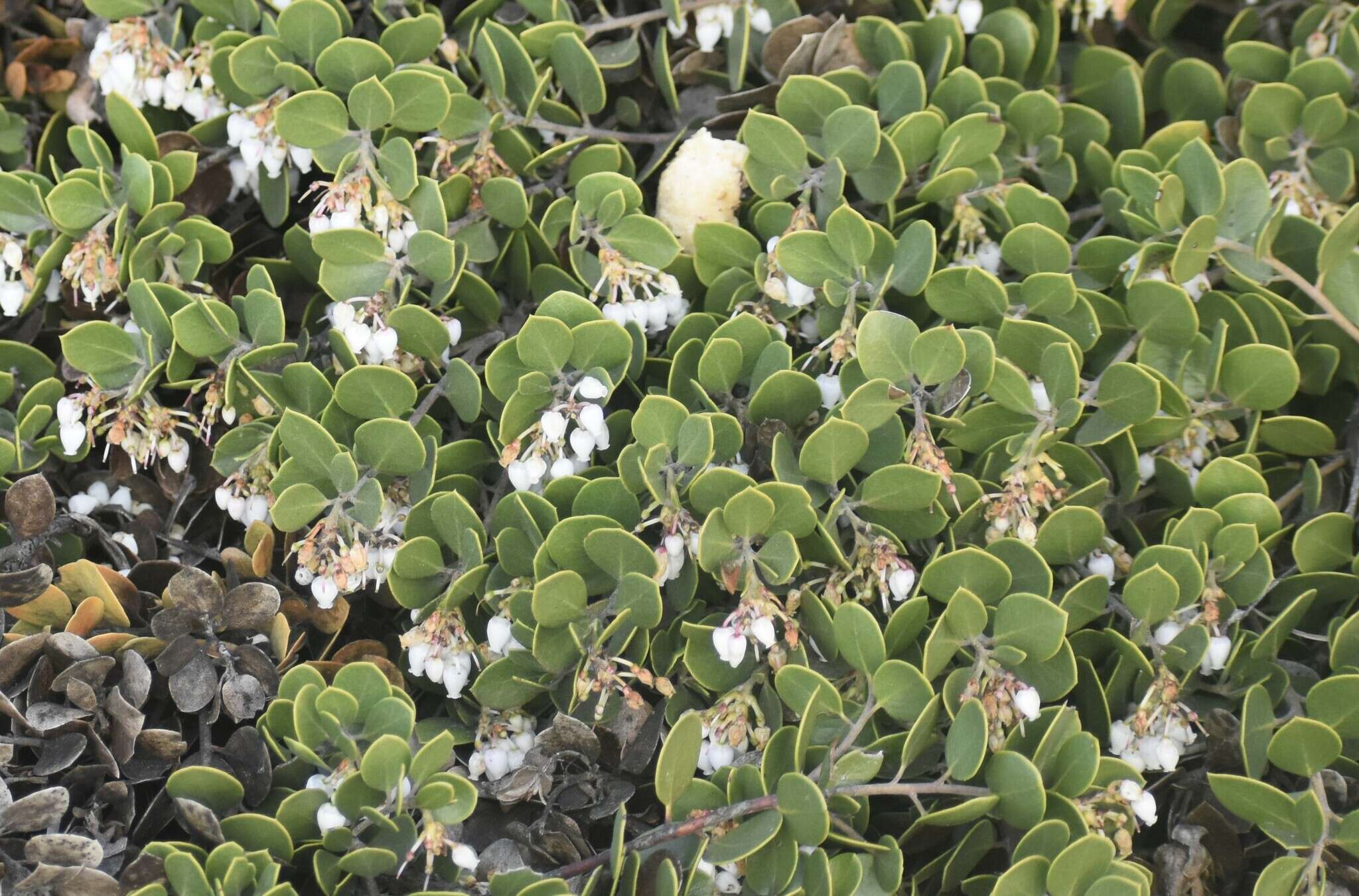 Слика од <i>Arctostaphylos montana</i> subsp. <i>ravenii</i>