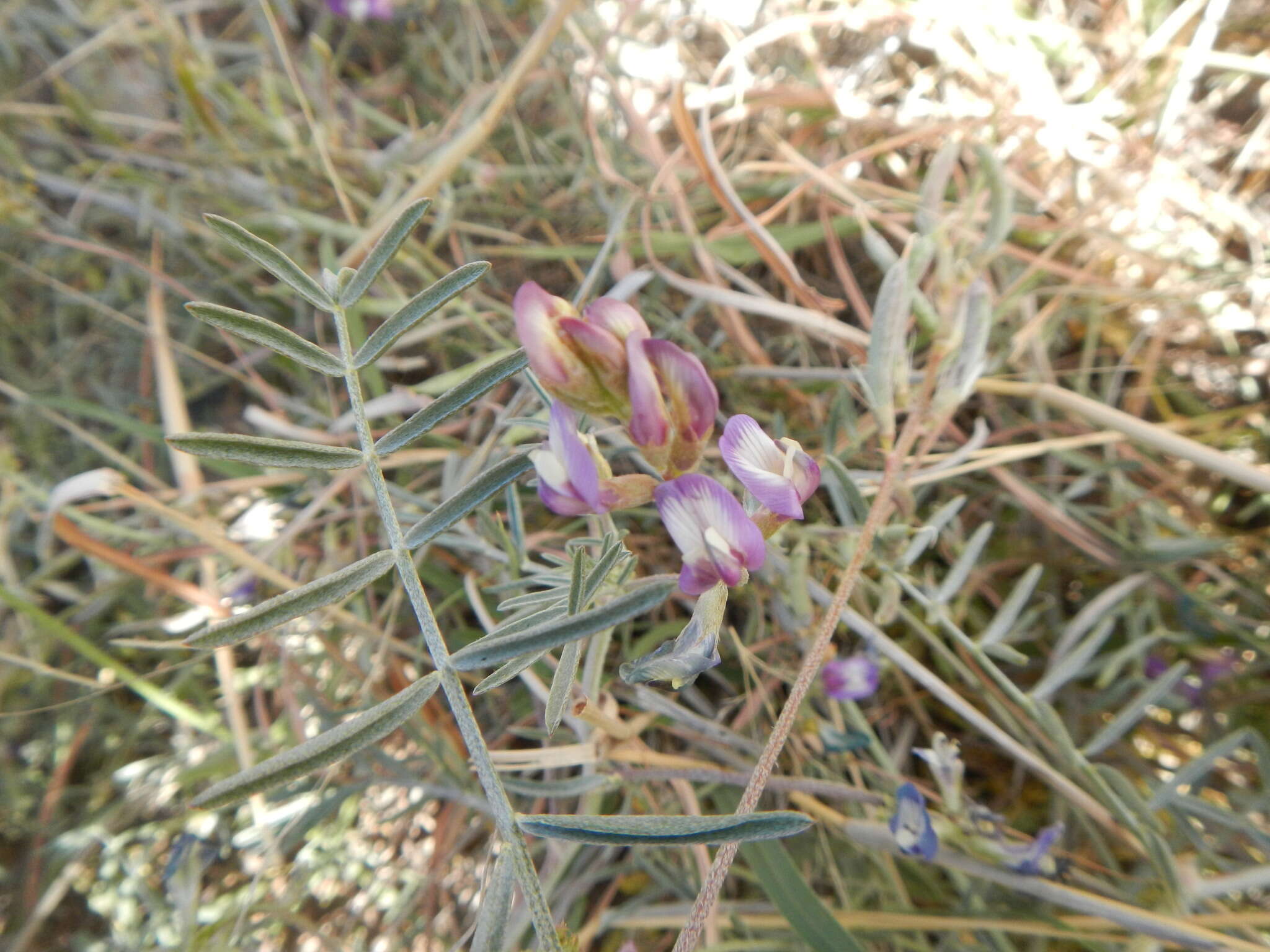 Imagem de Astragalus arizonicus A. Gray