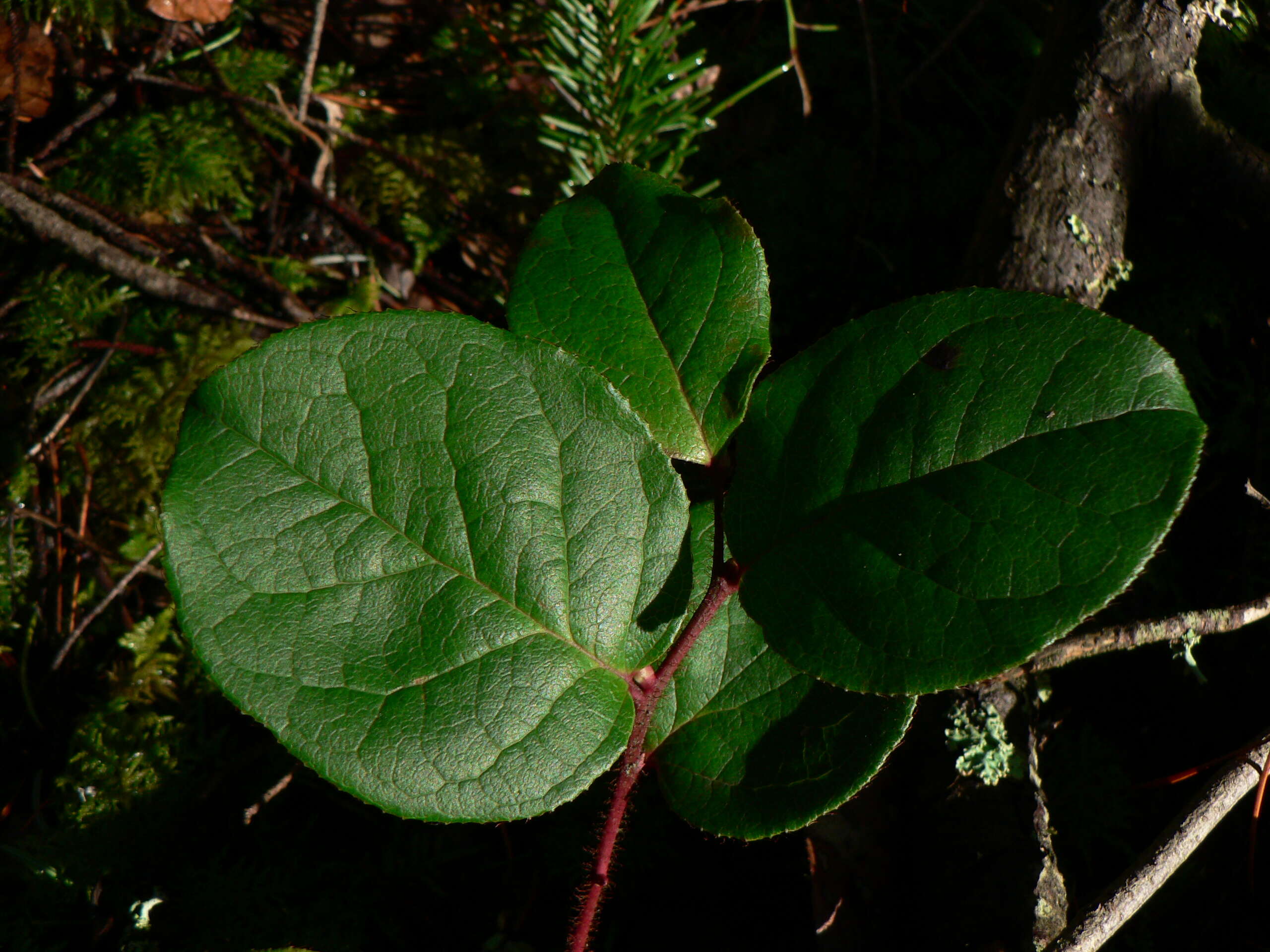 Image of salal