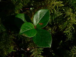 Image of salal