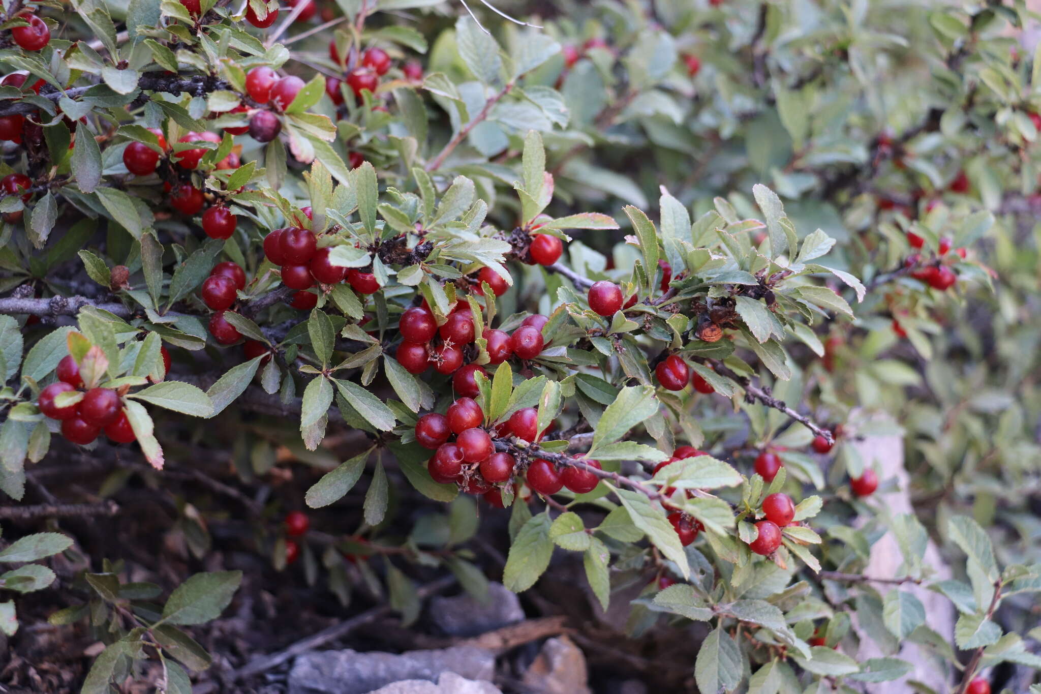 Imagem de Prunus bifrons Fritsch