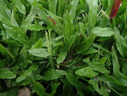 Image of broadleaf carpetgrass