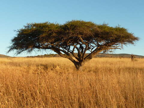 Vachellia tortilis (Forssk.) Galasso & Banfi的圖片