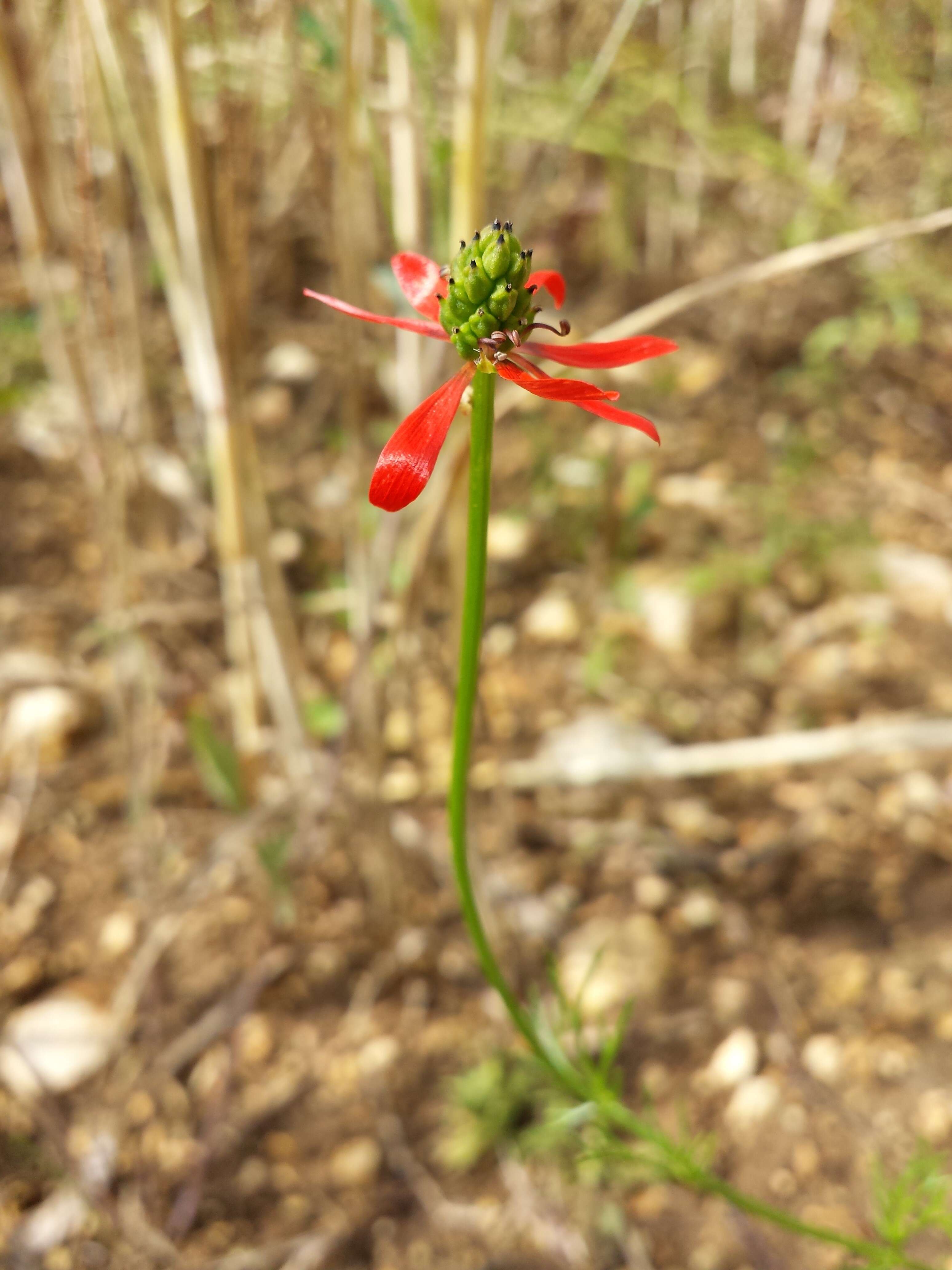 Image of flame adonis