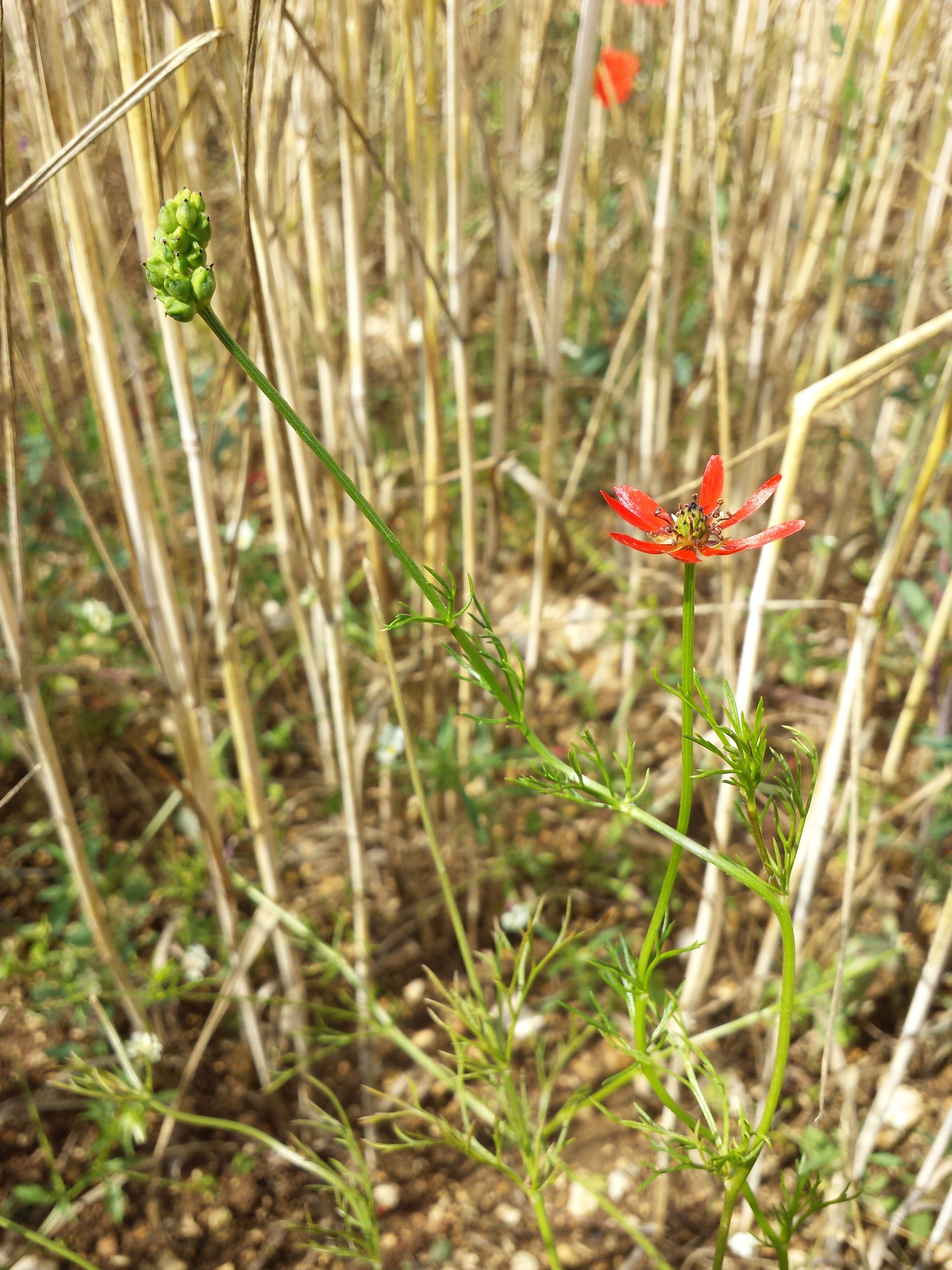 Image of flame adonis