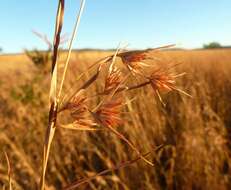 Image of Red grass