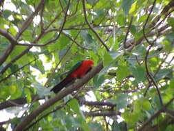 Image of Australian King Parrot