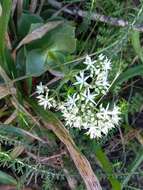 Image of Crassula lactea